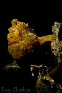 Shakespearean Frogfish: dramatic lighting with snoot :) by Tony Cherbas 